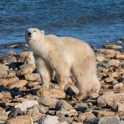 Polar bear report photo from October 10, 2022