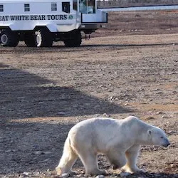 Polar bear report photo from October 11, 2022