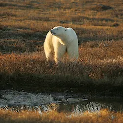 Polar bear report photo from October 12, 2022