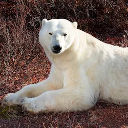Polar bear report photo from October 13, 2022