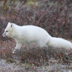 Arctic fox in Churchill, Manitoba, by Brad Josephs