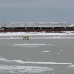 Polar bear report photo from October 16, 2022