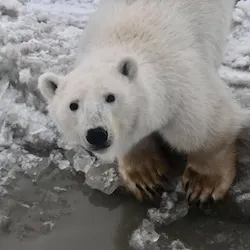 Polar bear report photo from October 18, 2022