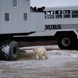 Polar bear report photo from October 19, 2022