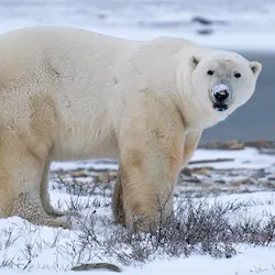 Polar bear report photo from October 20, 2022
