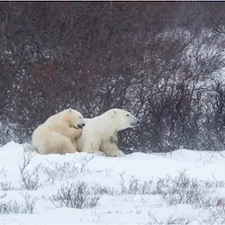 Polar bear report photo from October 21, 2022