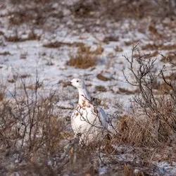 ptarmigan in the snow