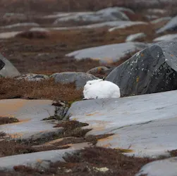 Arctic Hare