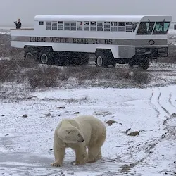 Polar bear report photo from November 7, 2022