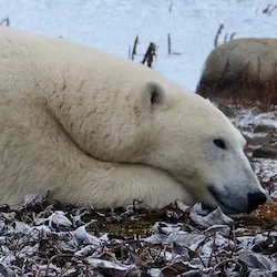 Polar bear report photo from November 6, 2022