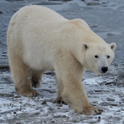 Polar bear report photo from November 4, 2022