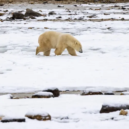 Polar bear report photo from November 9, 2022