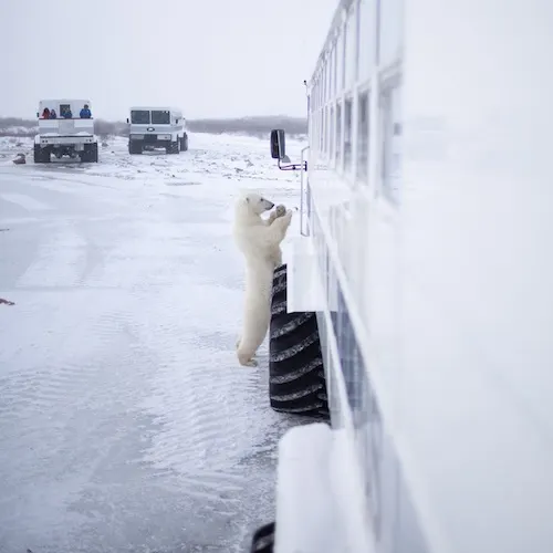 Polar bear report photo from November 12, 2022