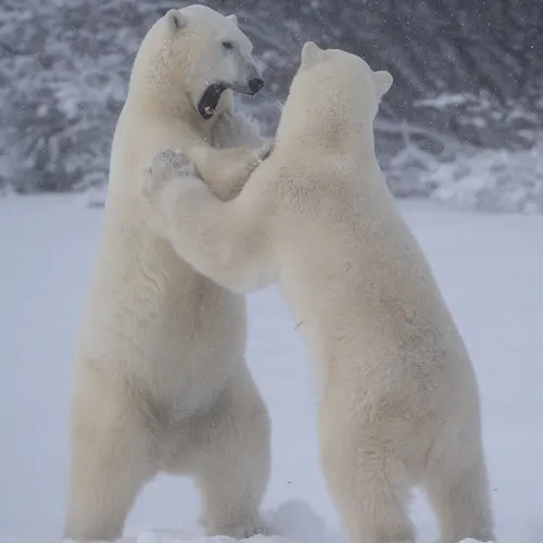 Polar bear report photo from November 11, 2022