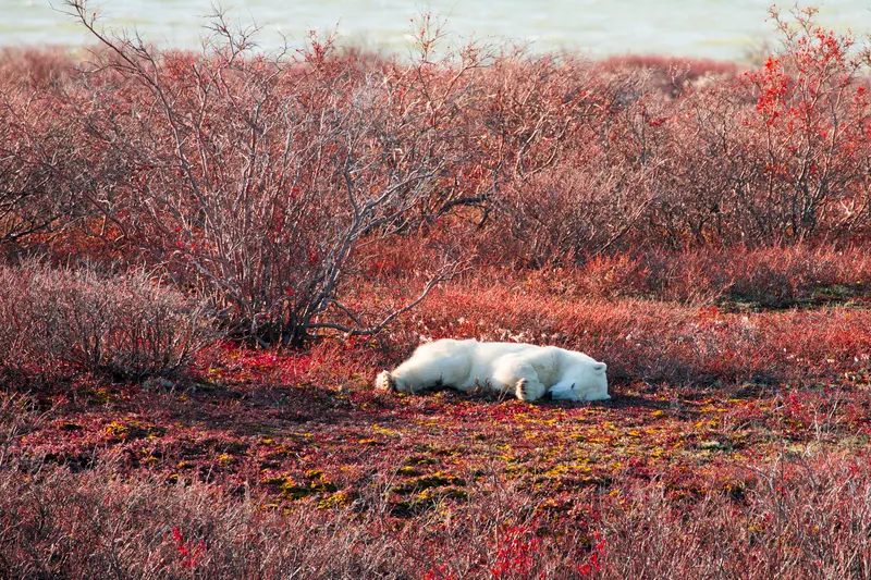 Autumn polar bear in Churchill, Canada, photographed by Court Whelan