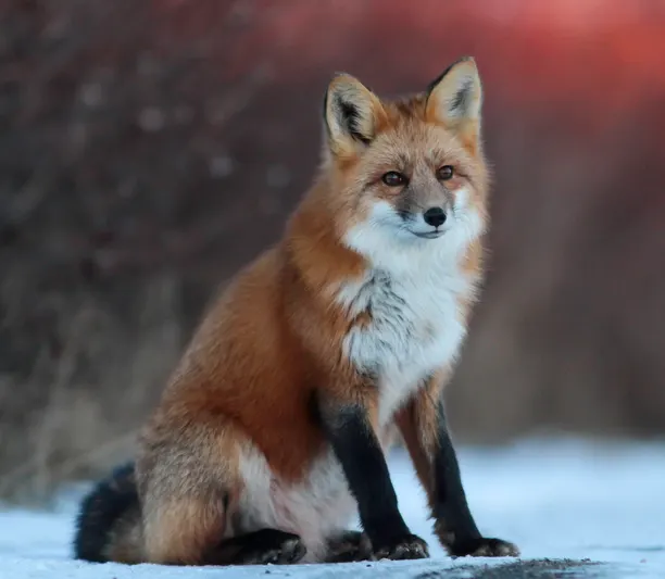 Red fox on the tundra in Churchill Canada by Brad Josephs