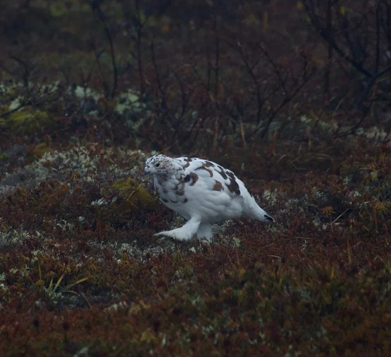Ptarmigan on the tundra in Churchill by Jeff K.