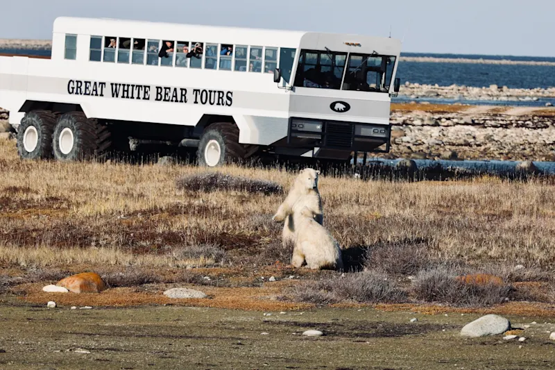 Polar bears sparring on the tundra in Churchill, Canada, by Tom Mountford