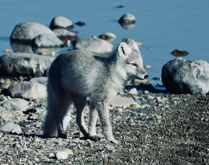 Arctic fox in Churchill, Manitoba, Canada, by Tom Mountford