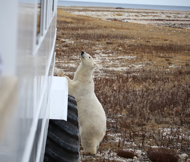 Polar bear paws on Polar Rover in Churchill, Manitoba, Canada,by Sarah MG.jpg