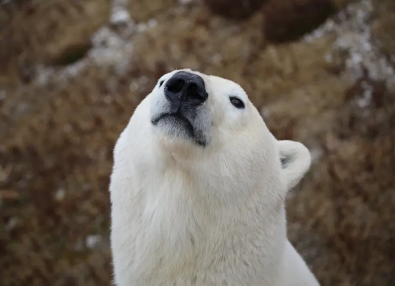 Polar bear portrait by Sarah MG