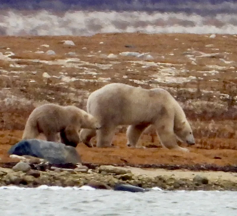 Mother and Cub through spotting scope by Megan Bourke