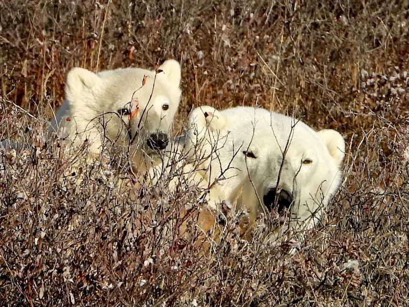 Polar bear mother and cub in Churchill Manitoba Canada by Megan Bourke