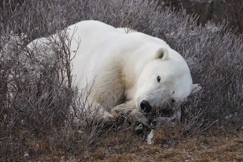 Polar bear sleeping in willows Churchill Manitoba by Anthony Amsel