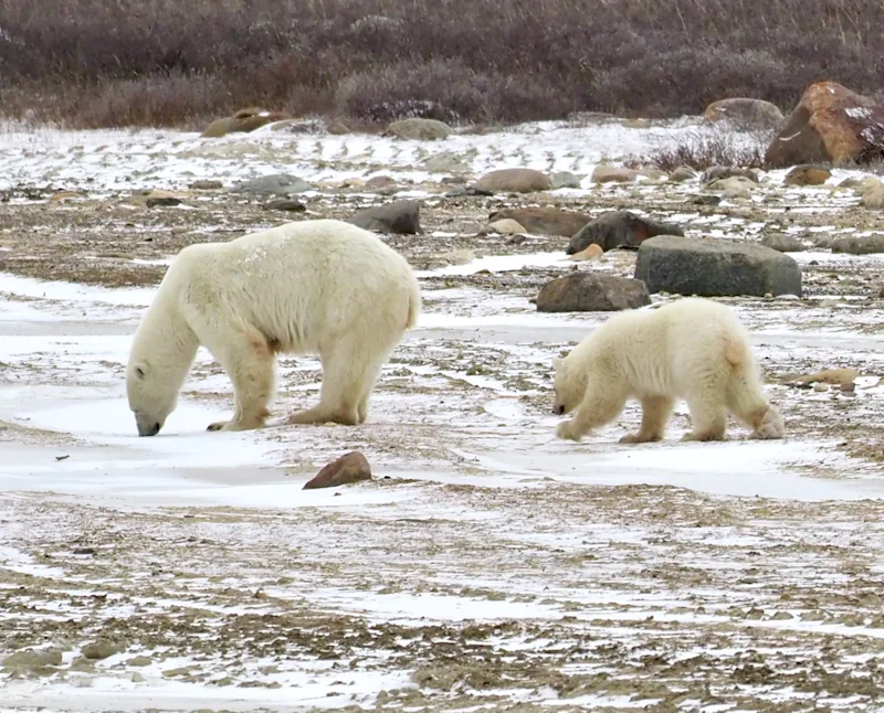 Polar bear sow and cub by Fiona Galbraith