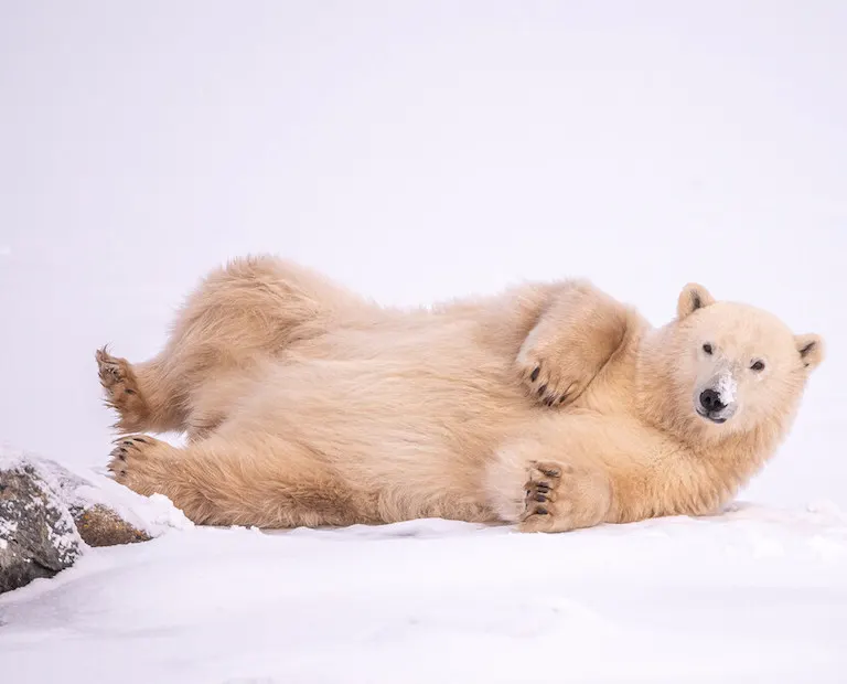 Polar bear rolling in the snow