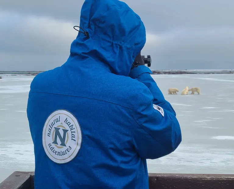 Polar bear report photo from November 2, 2023