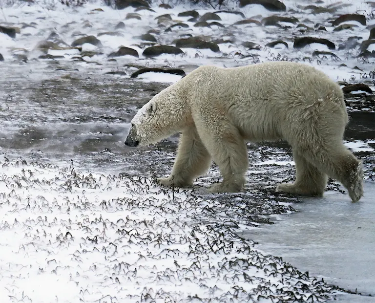 Polar bear report photo from November 3, 2023