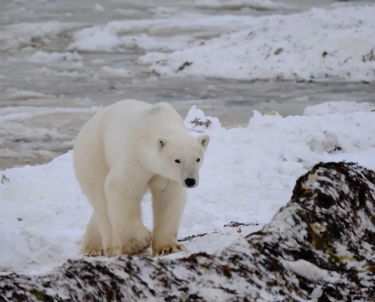 Polar bear report photo from November 4, 2023