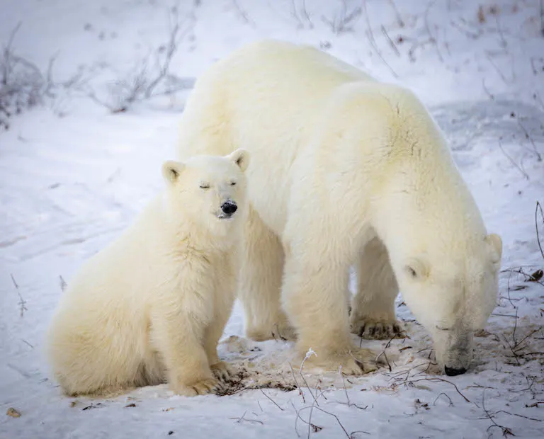 Polar bear report photo from November 7, 2023