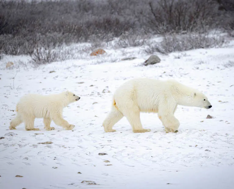 Polar bear report photo from November 6, 2023