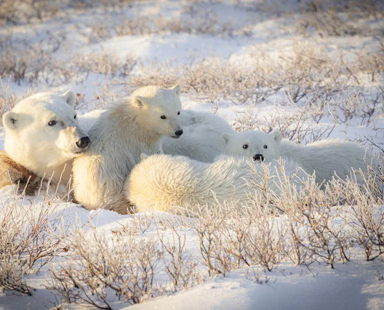 Polar bear report photo from November 9, 2023