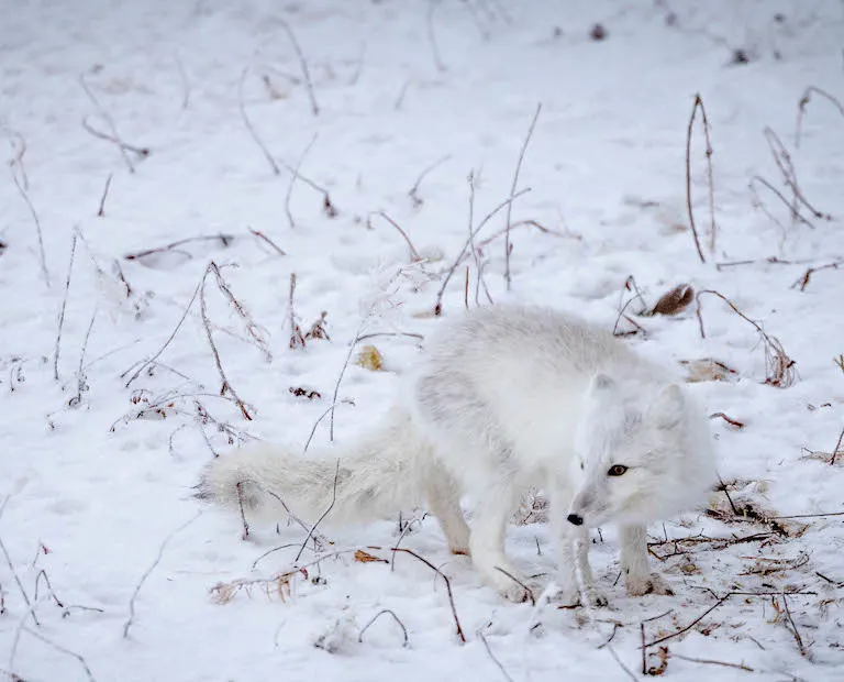 Polar bear report photo from November 10, 2023