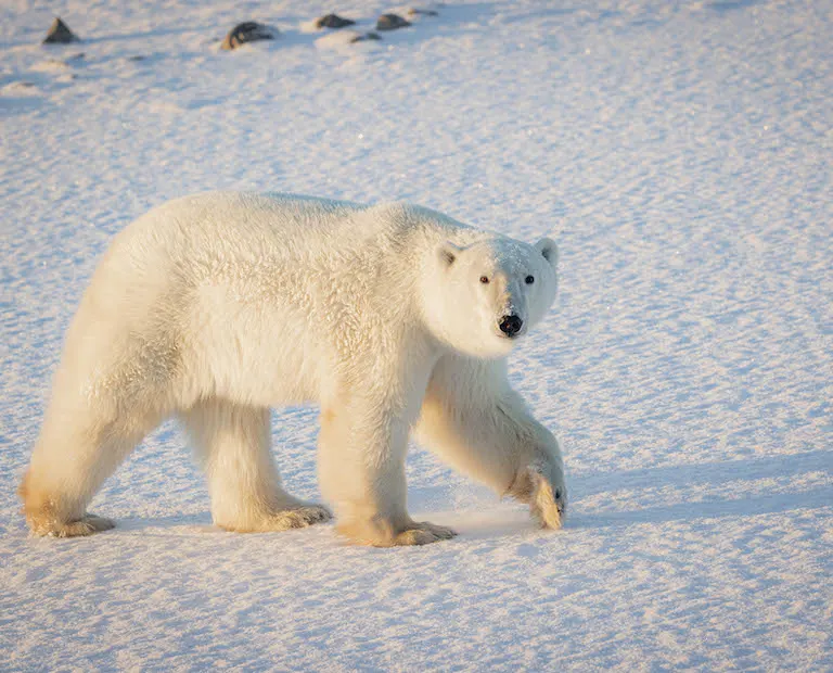 Polar bear report photo from November 11, 2023