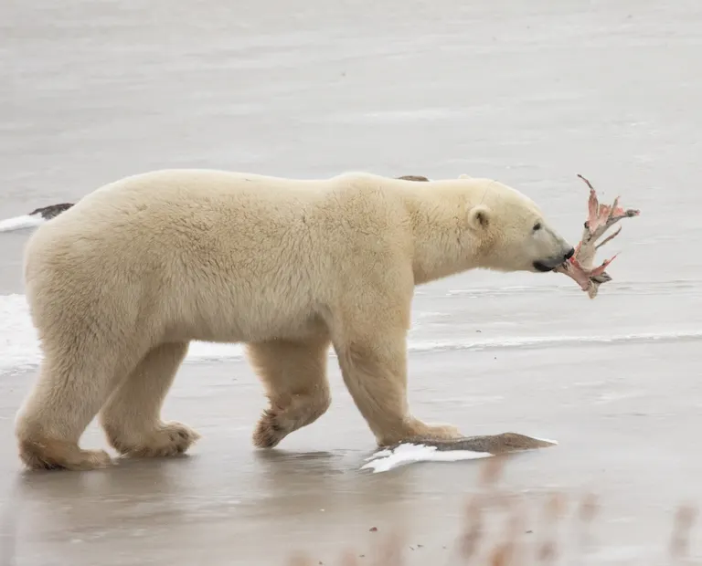 Polar bear report photo from November 12, 2023