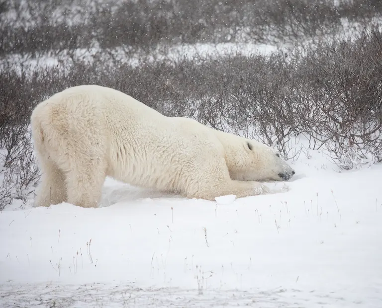Polar bear report photo from November 13, 2023