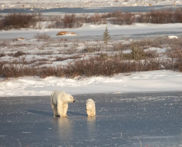 Polar bear report photo from November 15, 2023