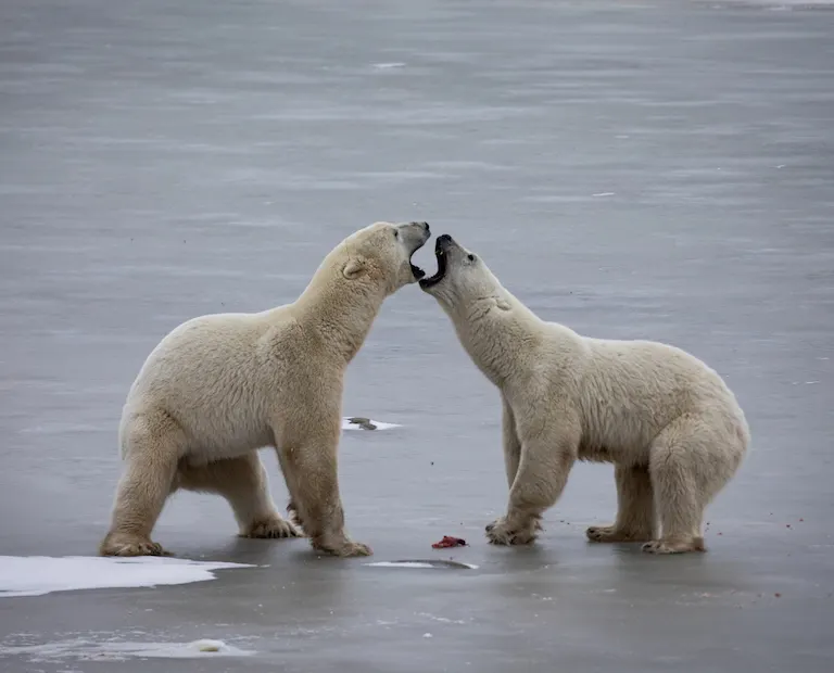 Polar bear report photo from November 14, 2023