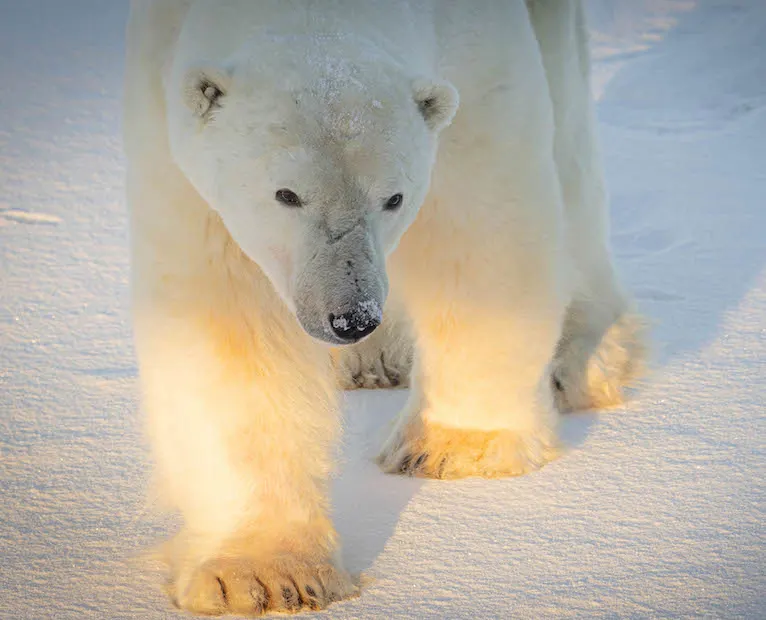 Polar bear report photo from November 16, 2023
