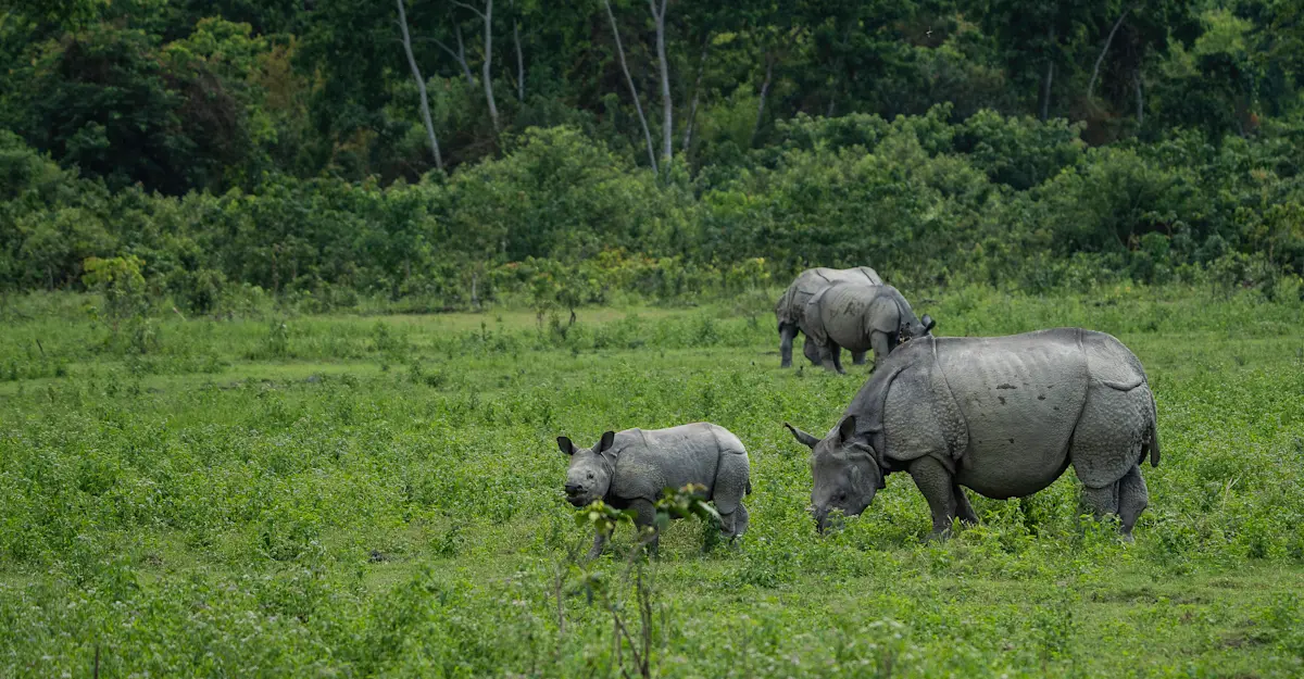 One-horned Rhinos, Kaziranga National Park, India.