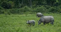 One-horned Rhinos, Kaziranga National Park, India.