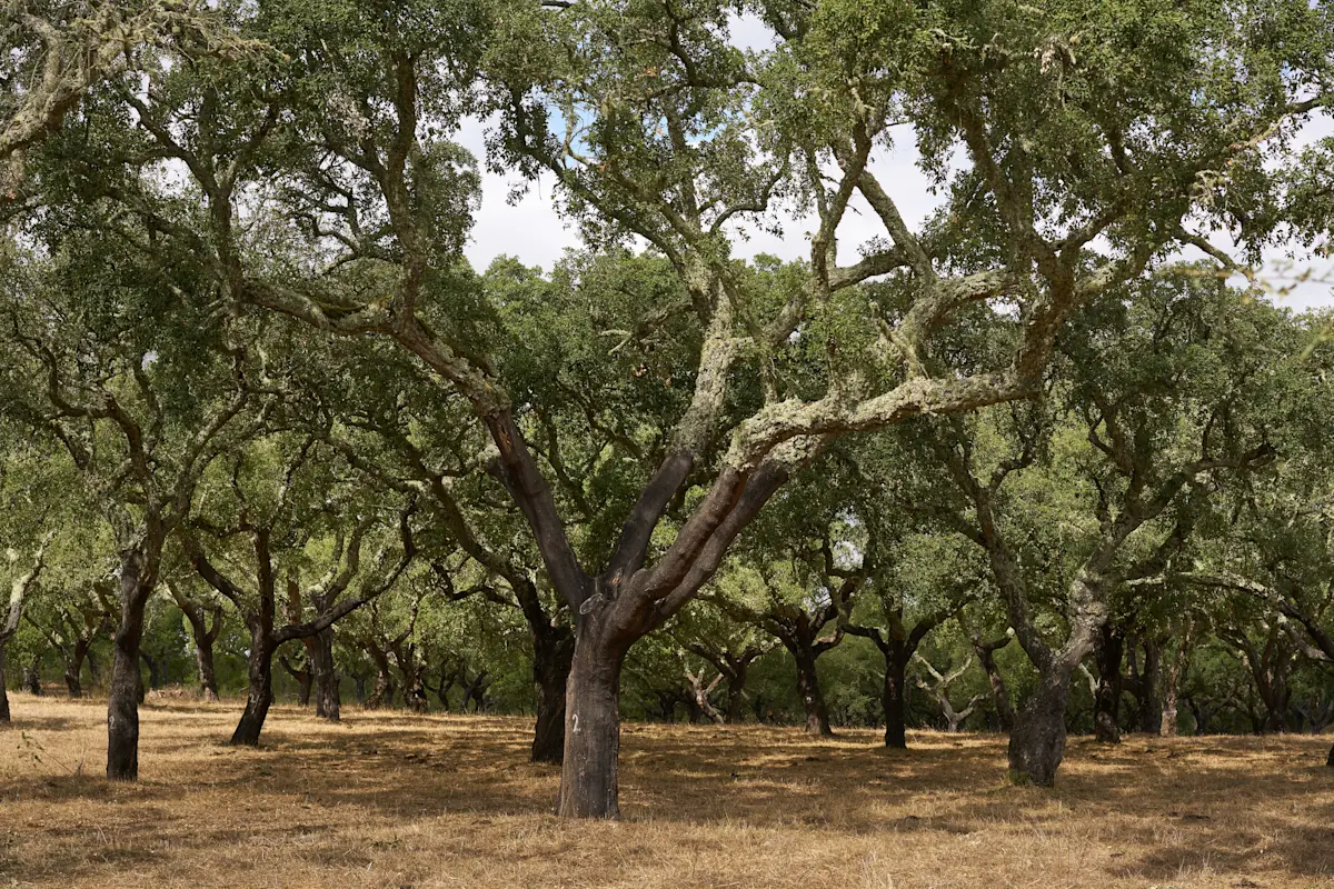 Private cork plantation tour, Estremoz, Portugal.