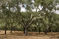 Private cork plantation tour, Estremoz, Portugal.