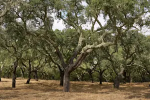 Private cork plantation tour, Estremoz, Portugal.