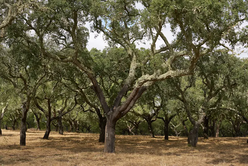 Private cork plantation tour, Estremoz, Portugal.