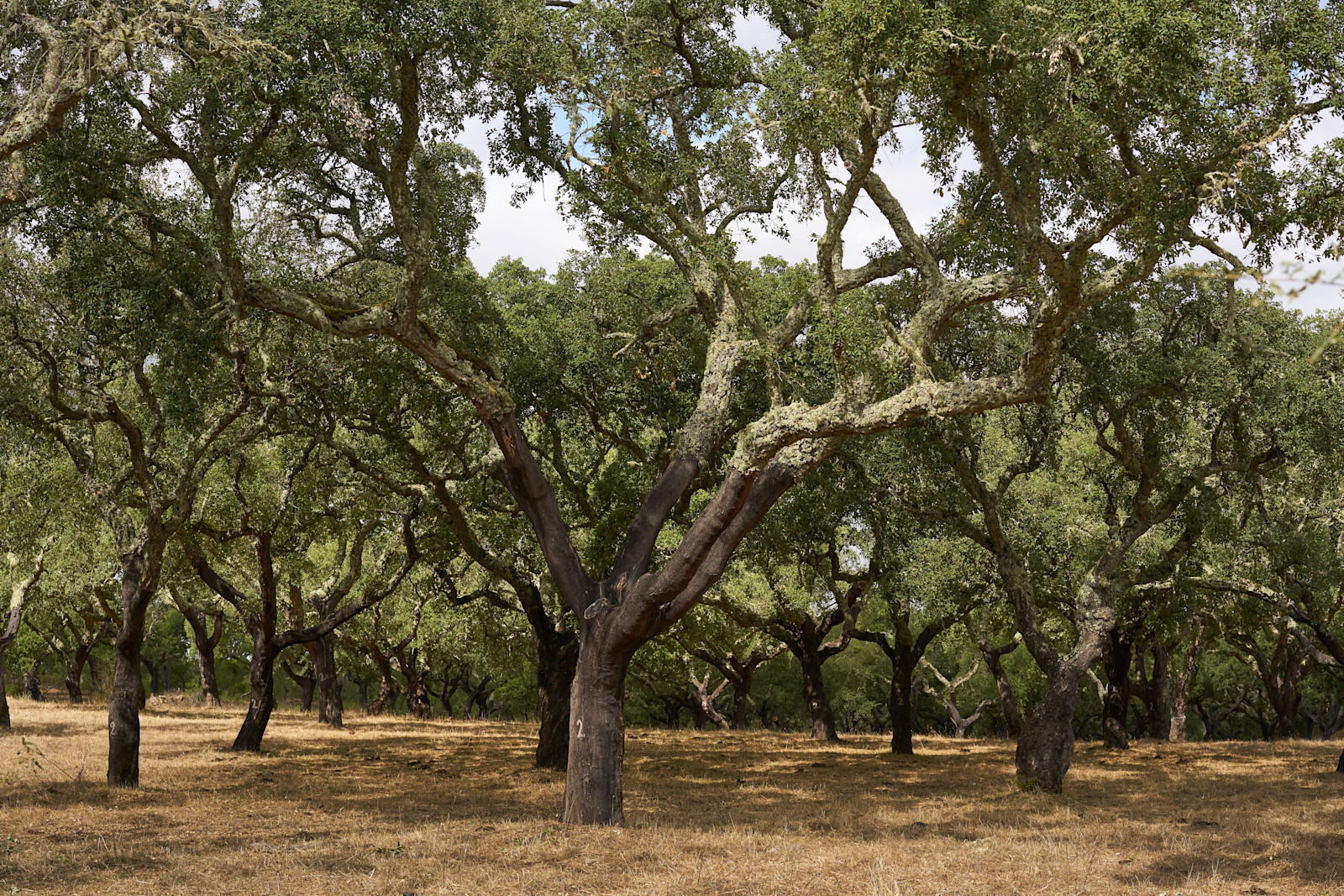 Private cork plantation tour, Estremoz, Portugal.